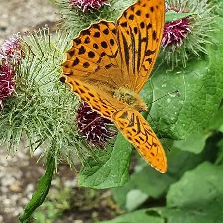 Apartment Neu! Fewo Harzgeiss Mit Sauna Und Balkon
